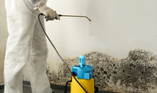 Mold Remediation Contractor New York - A Mold Removal Technician Spraying for Mold