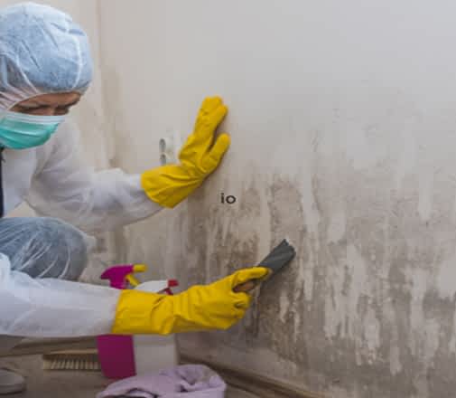 Mold Inspection and Tests Contractor New York - A Person Scrubbing Mold Off of a Wall