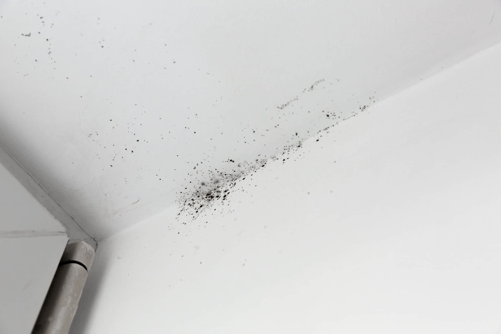 Mold Remediation Contractor New York - A Moldy Ceiling Starting to Show Mold